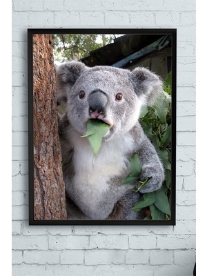 Mabelme Store Prime (PSTER11749) Koala Hayvan Çerçeveli Tablo (21X30CM)