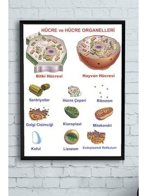 Mabelme Store (PSTER10260) Hücre Eğitim Çerçeveli Tablo (50X70CM)