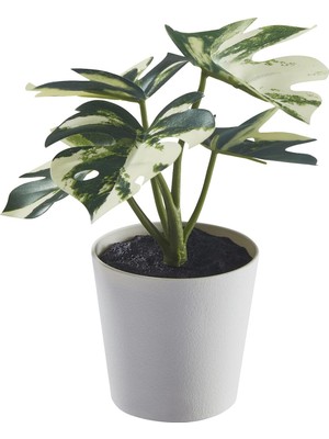 Kawin Saksılı Yapay Bitki, Yeşil, 6 Cm, Monstera