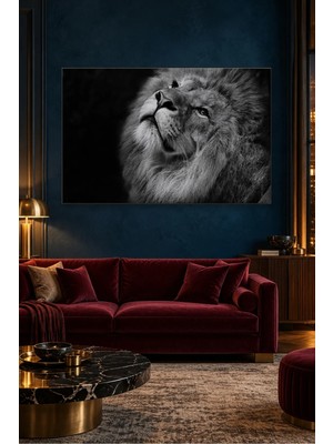 Fida Siyah Fonda Yukarı Bakan Gri Aslan Canvas Tablo