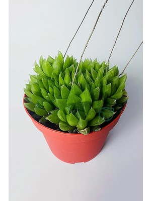 Haworthia Cymbiformis Şeffaf Yapraklı Büyük Boy Sukulent