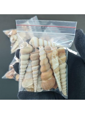 Deniz Kabukları :krem Minare / 10 Adet / 5-10 cm