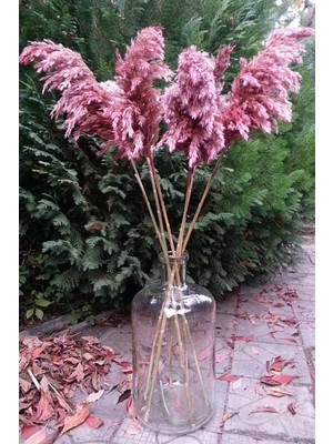 8'li Büyük Demet Pampas Pembe 100CM Boyunda