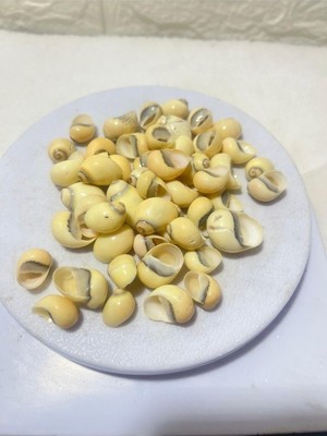 Deniz Kabuğu Paketli (50 Adet)