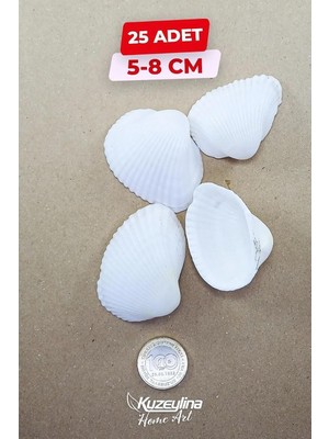 Tr Nikah Şekerine Özel Doğal Deniz Kabuğu 25 Adet 5-8 cm