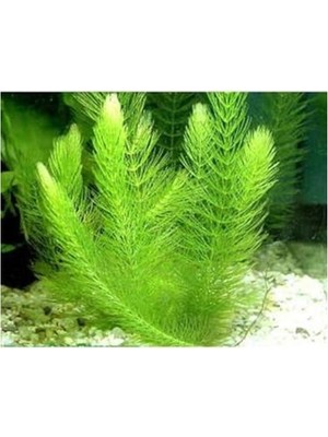 Mythriva Canlı Myriophyllum Spicatum Tilki Kuyruğu Bitkisi, Su Bitkisi