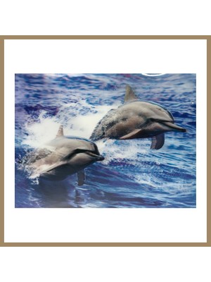 Bezos 3 Boyutlu Resim Sevimli Yunuslar Ikili Yunus Resmi Tablosu 30X40 cm 22