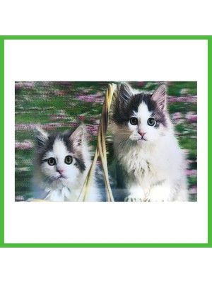 Bezos 3 Boyutlu Resim Sevimli Kediler Ikili Kedi Resmi Tablosu 40X60 cm Arz