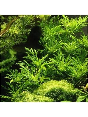 Die Grup Canlı Bitki, Hygrophila Difformis 4-6 Kök ile Bahçenizi Canlandırın