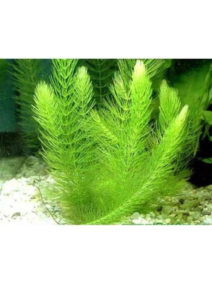 Die Grup Myriophyllum Spicatum Tilki Kuyruğu Canlı Bitki
