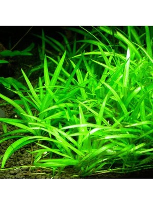 Die Grup Echinodorus Bolivianus Saksı Canlı Bitki