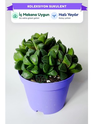 Die Grup Haworthia Retusa Canlı Sukulent Ev Bitkisi – 8.5 cm Saksıda