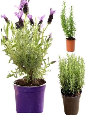 Die Grup Kokulu Aromatik Bitki Seti Lavanta-Biberiye-Kekik Saksılı 3ADET 10-20CM Iç-Dış Mekan Bitkisi