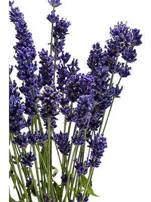 Die Grup Zevli® Canlı Aromatik Mutfak Bitkileri (Lavanta Fidesi)