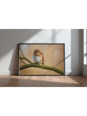 Keyf Home Ferruginous Pygmy Owl Siyah Çerçeveli Mdf Tablo Poster Salon Duvar Dekoru Hediye