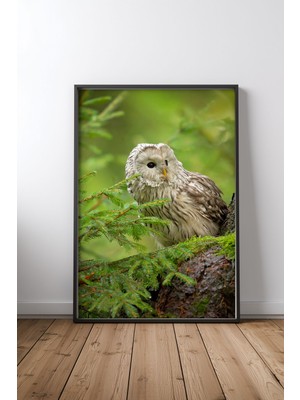 Keyf Home Ural Owl Siyah Çerçeveli Mdf Tablo Poster Salon Duvar Dekoru Hediye