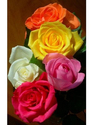 Tr Dashing Look Kokulu Pastel Renkli Karışık Gül Tohumu TH-987452968542