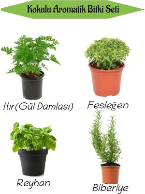 Odea Aromatik Kokulu Mutfak Seti Itır Çiçeği+Fesleğen+Reyhan+Biberiye Fidesi 4 Adet, SRD010NA0819