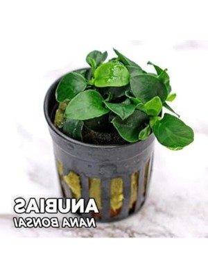 Mythriva Canlı Anubias Nana Bonsai Bitkisi, Saksılı