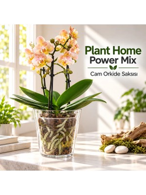 Plant Home Power Mix Cam Orkide Saksısı - 12 Pot Cam Orkide Saksısı - Cam Saksı Vazo