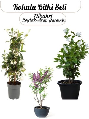 3'lü Kokulu Bahçe Çiçeği Seti, Filbahri + Arap Yasemin + Leylak, Saksılı