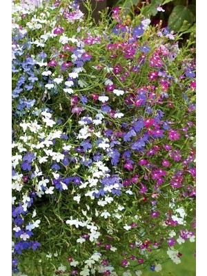 Dashing Look Karışık Renk Lobelia Çiçeği Tohumu / 20 Adet Tohum TH-THMCMTHM363