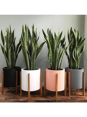 Şanal Sansevieria Paşa Kılıcı Peygamber Kılıcı Canlı Iç Mekan Bitkisi