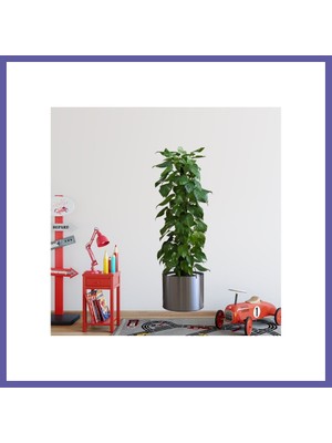 Nida Saksılı Bitki Tasarımlı Yapışkanlı Sticker Resim 90*30 cm MC-665 Nıda