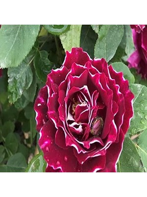 Odea Tr Kokulu Clove Rose Karanfil Yediveren Sarmaşık Gül (5 Adet)