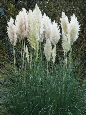 Odea Tr Beyaz Pampas Saz Çiçeği (60 80 Cm)1 Adet Saksılı Dış Mekan Bitkisi Cortaderia Selloana