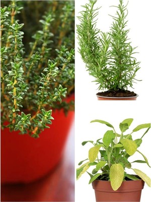 Odea Tr Videolu Mutfakta Bitki Seti 3 Adet Saksıda Kekik-Biberiye-Adaçayı 20-40 cm (Oregano- Rosmary-Sage)