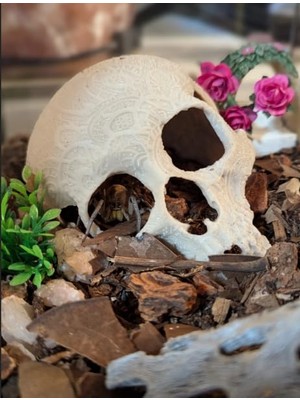Rafta Akvaryum Süsü Kırık Kafatası Dekorasyon - Balık Saklanma Alanı ve Akvaryum Dekoru (Skull Decor) Broken Skull For Aquarium Decoration