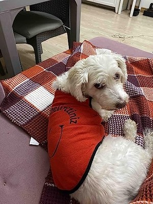 Rafta Yeni Sezon Köpek ve Kedi Kıyafeti - Kırmızı Beni Siz Delirttiniz Xl Beden