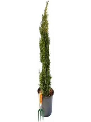 Rafta Videolu Kara Selvi Fidanı 1 Adet Dikime Hazır Mezarlık Ağacı 35-65CM Saksılı (Black Pine Sapling)