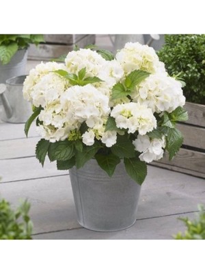 Rafta Gardenbox Canlı Ortanca Çiçeği Fidanı, Aşılı Tüplü, Beyaz Renk