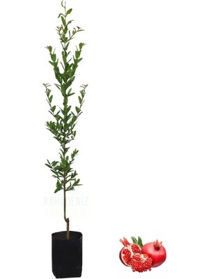 Rafta Gardenbox Nar Fidanı Tüplü, Aşılı Meyve Fidanı