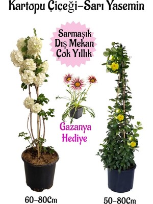 Rafta Gardenbox Kartopu Çiçeği, Sarı Yasemin, Pembe Gazanya Saksılı Bahçe Seti, Çok Renkli