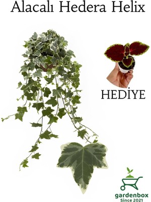 Rafta Hedera Helix Ağaç Duvar Sarmaşığı 1 Adet Saksılı 30-50CM +Yaprak Güzeli Çiçeği