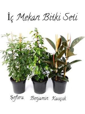 Rafta Yeşil Şeflera 2'li Dikim-Yeşil Benjamin-Kauçuk 2'li Salon Ofis Çiçek Seti