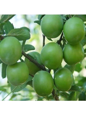 Rafta Gardenbox Papaz Eriği Fidanı, Tüplü, Aşılı Meyve Fidanı