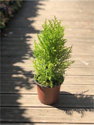 Rafta Nura Botanik Limon Çamı (Limon Servi) 40-60 cm