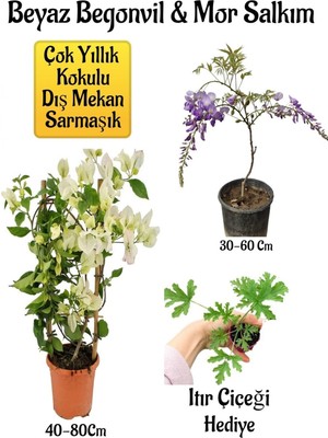 Rafta Gardenbox Beyaz Begonvil Çiçeği, Mor Salkım Ağacı Fidanı, Itır Çiçeği Hediyeli Bahçe Peyzaj Seti