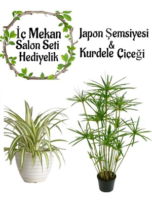 Rafta Gardenbox Japon Şemsiyesi 40-60CM Saksılı, Kurdele Çiçeği Saksılı Salon Seti