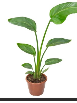 Rafta Gardenbox Starliçe Mini Boy 15-30CM Saksılı Ofis Salon Çiçeği Cennet Kuşu Çiçeği