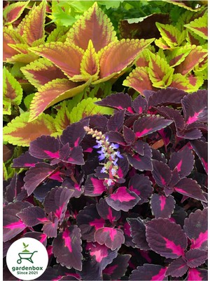 Rafta Gardenbox Yaprak Güzeli Çiçeği, Bordo Renk, Saksılı, 10-20 Cm, Coleus