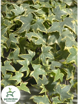 Rafta Nura Botanik Alacalı Hedera Helix Duvar Sarmaşığı, 1 Adet Saksılı, 30-60 Cm, Iç Dış Mekan Bitkisi