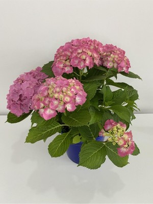 Rafta Ortanca Çiçeği Pembe - Saksıda 55 cm