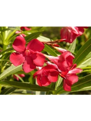 Rafta Nura Botanik Zakkum Çiçeği Fidanı, Kırmızı Renk, 60-100 Cm, Tüplü, Dış Mekan Red Oleander