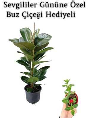 Rafta Gardenbox Parlak Canlı Yapraklı Kauçuk Bitkisi, Buz Çiçeği Hediyeli
