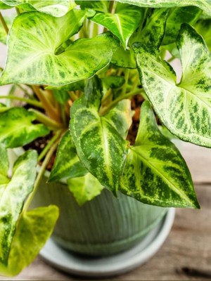 Rafta Nura Botanik Dolgun Formlu Dekoratif Melek Kanadı Çiçeği, 20-40CM, 1 Adet Saksılı Syngonium
